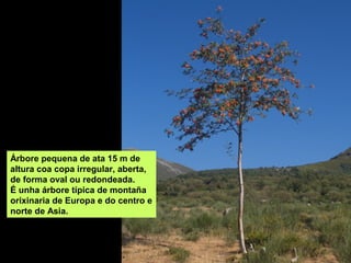 Árbore pequena de ata 15 m de
altura coa copa irregular, aberta,
de forma oval ou redondeada.
É unha árbore típica de montaña
orixinaria de Europa e do centro e
norte de Asia.
 