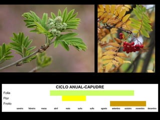 CICLO ANUAL-CAPUDRE
Folla
Flor
Froito
xaneiro febreiro marzo abril maio xuño xullo agosto setembro outubro novembro decembro
 