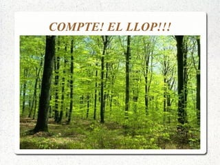 COMPTE! EL LLOP!!! 