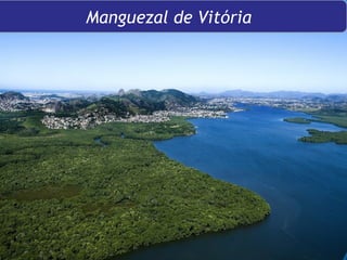 Manguezal de Vitória 