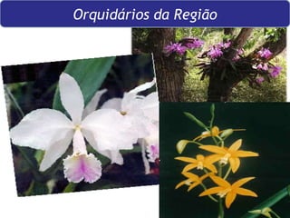 Orquidários da Região 