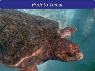 Projeto Tamar 