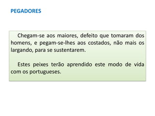 PEGADORES

Chegam-se aos maiores, defeito que tomaram dos
homens, e pegam-se-lhes aos costados, não mais os
largando, para se sustentarem.

Estes peixes terão aprendido este modo de vida
com os portugueses.

 