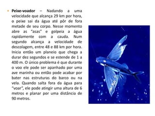  Peixe-voador

– Nadando a uma
velocidade que alcança 29 km por hora,
o peixe sai da água até pôr de fora
metade de seu corpo. Nesse momento
abre as “asas” e golpeia a água
rapidamente com a cauda. Num
segundo alcança a velocidade de
descolagem, entre 48 e 88 km por hora.
Inicia então um planeio que chega a
durar dez segundos e se estende de 1 a
400 m. O único problema é que durante
o voo ele pode ser apanhado por uma
ave marinha ou então pode acabar por
bater nas estruturas do barco ou na
vela. Quando salta fora da água para
“voar”, ele pode atingir uma altura de 6
metros e planar por uma distância de
90 metros.

 