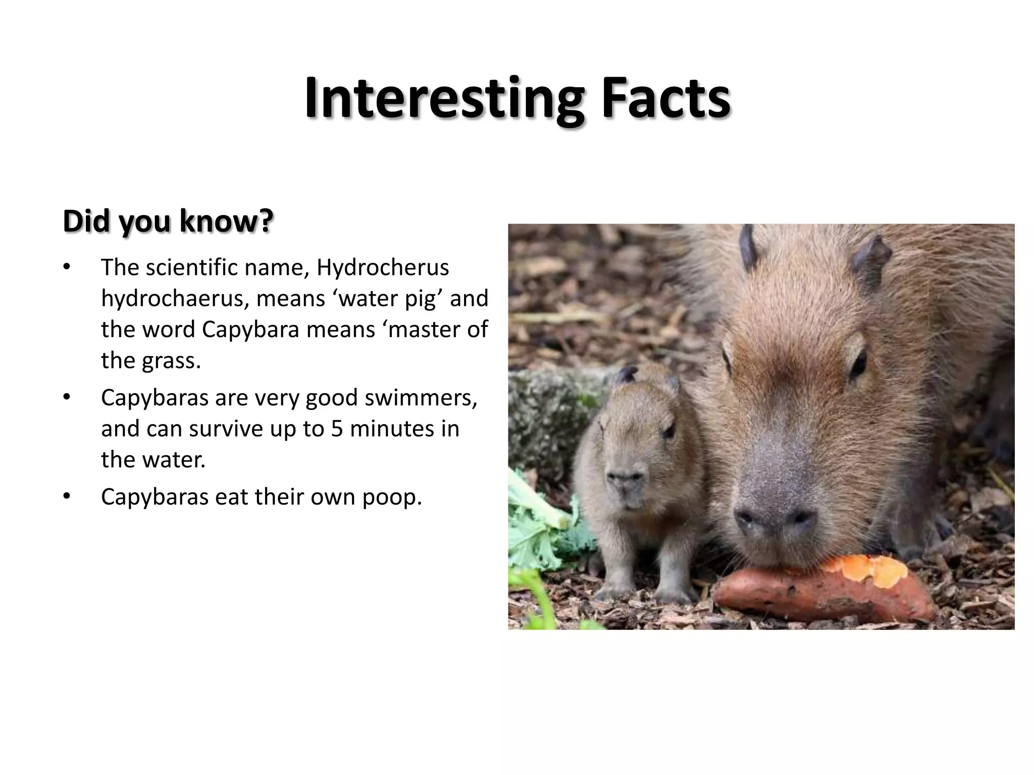 Habitat ChangesIn the Capybara habitat, I would make a bigger and deeper watering hole because Capybaras like to swim and spend most of their lives in the waterI would add more light to the habitat of the Capybara because it lives  right by the equator and they get a lot of sunlight by the equator. I would lay down grass  and dirt along with the wood chips for the Capybara because in the habitat for it in the wild, there are many different terrains, like dirt and grass.I would give the Capybara more room to move around in because they are territorial animals. Their territory is 200 acres at the least, so they need more room. I would add a river of running water because the Capybara likes to spend time in rivers and mate in rivers.