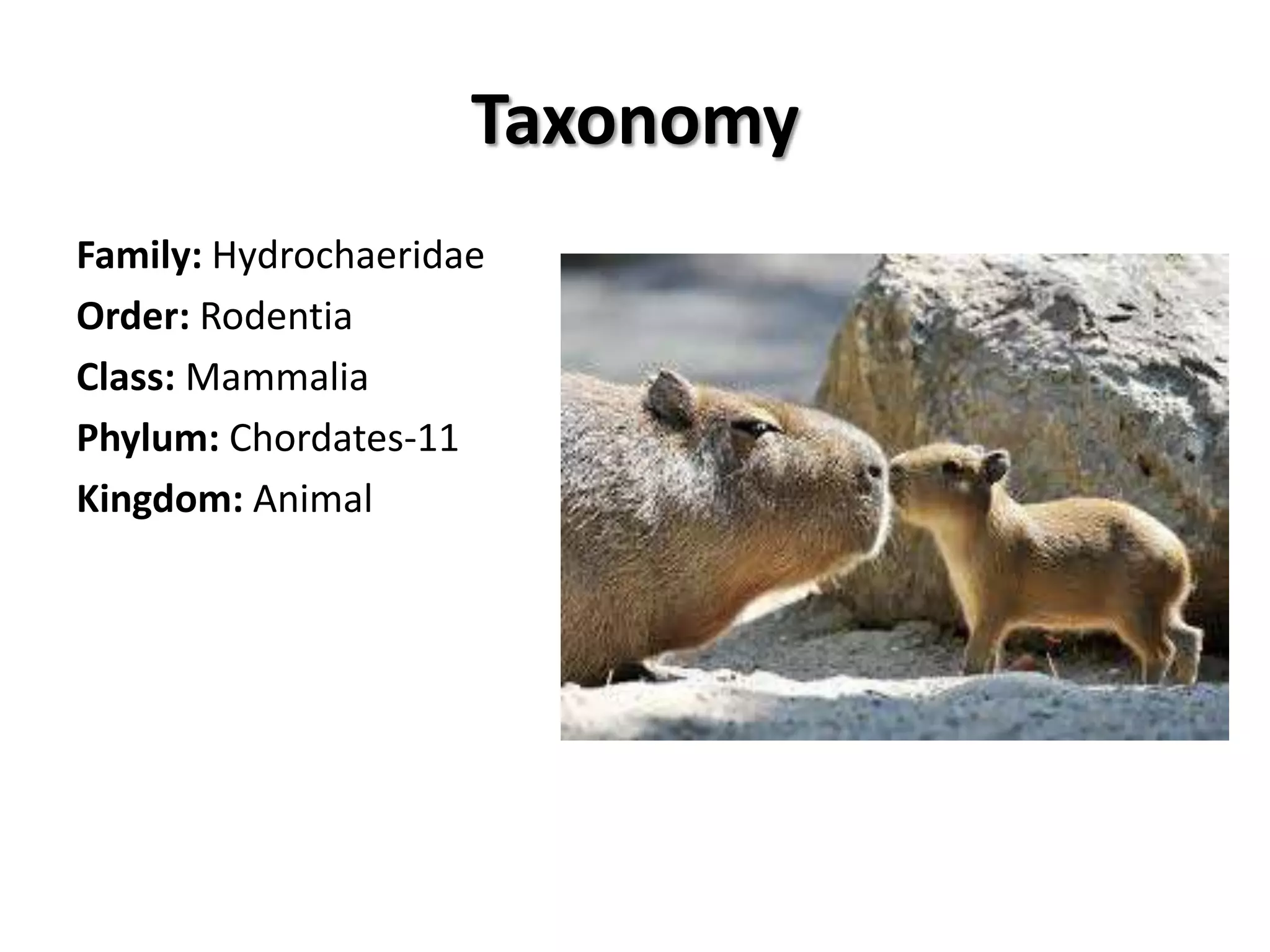 Interesting FactsDid you know?The scientific name, Hydrocherushydrochaerus, means ‘water pig’ and the word Capybara means ‘master of the grass.Capybaras are very good swimmers, and can survive up to 5 minutes in the water.Capybaras eat their own poop.