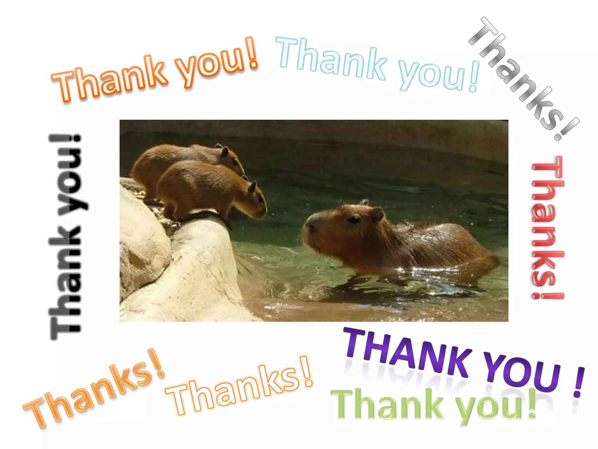 TaxonomyFamily: HydrochaeridaeOrder: RodentiaClass: MammaliaPhylum: Chordates-11Kingdom: Animal