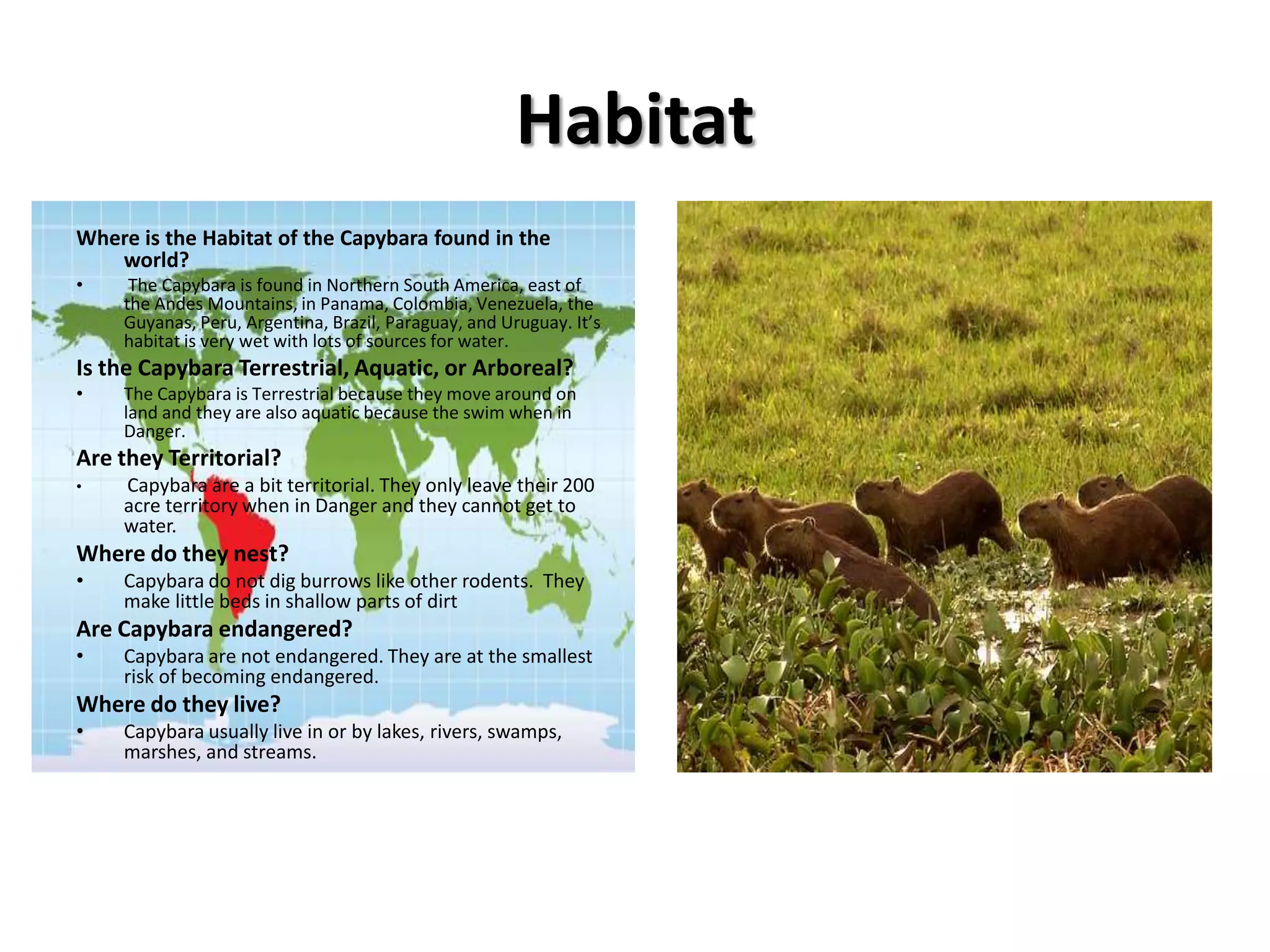 Capybaras are usually four feet long, twenty-one inches high, and can weigh from 100 to 150 lbs.