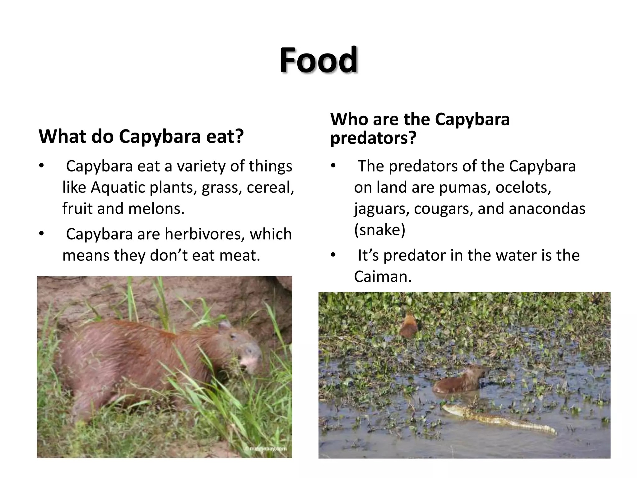 Young, Male, and Female Capybara all look alike, but the young are smaller.Reproduction of the CapybaraHow long is Gestation for the Capybara?Gestation usually lasts from 130 to 150 daysHow many young are born at one time?Young are born in litters from 2 up to 8, but the average is 4 or 5.Who cares for the young?The mother is the main guardian, but other females take care of them tooHow long do the young stay with the parents?Young Capybara stay with the group they are born in until they dieHabitatWhere is the Habitat of the Capybara found in the world?The Capybara is found in Northern South America, east of the Andes Mountains, in Panama, Colombia, Venezuela, the Guyanas, Peru, Argentina, Brazil, Paraguay, and Uruguay. It’s habitat is very wet with lots of sources for water.Is the Capybara Terrestrial, Aquatic, or Arboreal?The Capybara is Terrestrial because they move around on land and they are also aquatic because the swim when in Danger.Are they Territorial?Capybara are a bit territorial. They only leave their 200 acre territory when in Danger and they cannot get to water.Where do they nest?Capybara do not dig burrows like other rodents.  They make little beds in shallow parts of dirt  Are Capybara endangered?Capybara are not endangered. They are at the smallest risk of becoming endangered.Where do they live?Capybara usually live in or bylakes, rivers, swamps, marshes, and streams.