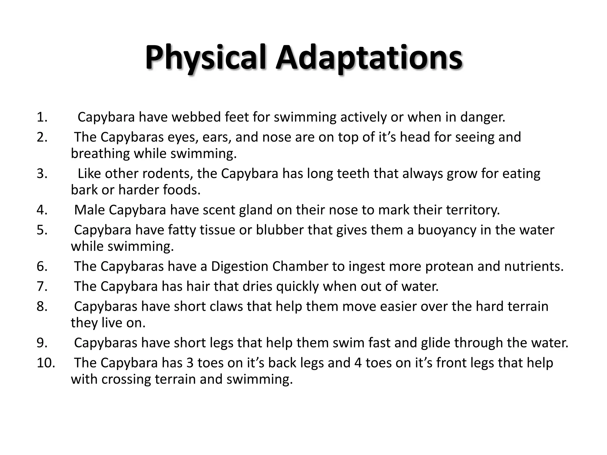 FoodWhat do Capybara eat? Capybara eat a variety of things like Aquatic plants, grass, cereal, fruit and melons. Capybara are herbivores, which means they don’t eat meat.Who are the Capybara predators? The predators of the Capybara on land are pumas, ocelots, jaguars, cougars, and anacondas (snake) It’s predator in the water is the Caiman.