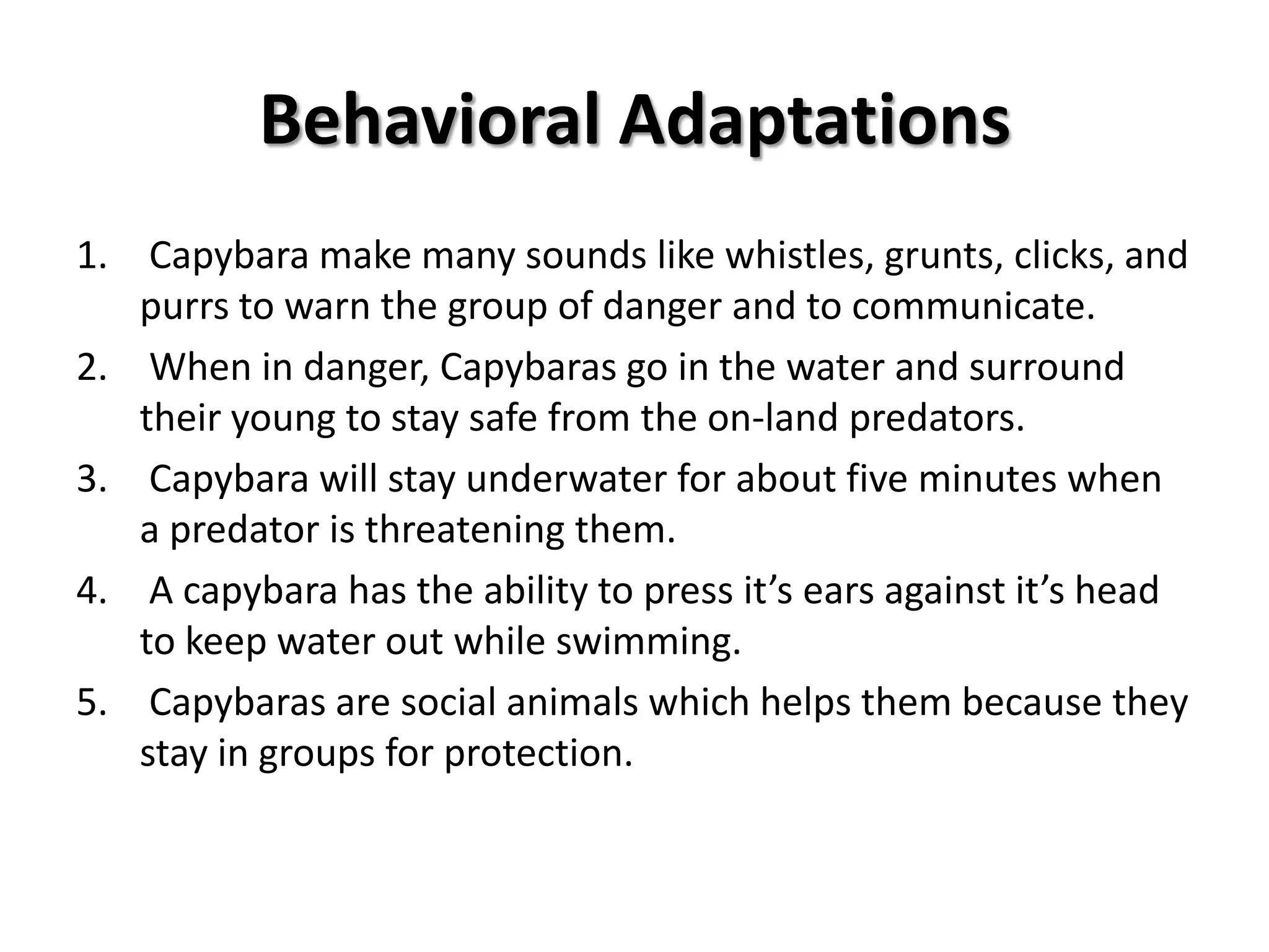Physical Adaptations  Capybara have webbed feet for swimming actively or when in danger. The Capybaras eyes, ears, and nose are on top of it’s head for seeing and breathing while swimming.   Like other rodents, the Capybara has long teeth that always grow for eating bark or harder foods. Male Capybara have scent gland on their nose to mark their territory. Capybara have fatty tissue or blubber that gives them a buoyancy in the water while swimming. The Capybaras have a Digestion Chamber to ingest more protean and nutrients. The Capybara has hair that dries quickly when out of water. Capybaras have short claws that help them move easier over the hard terrain they live on. Capybaras have short legs that help them swim fast and glide through the water. The Capybara has 3 toes on it’s back legs and 4 toes on it’s front legs that help with crossing terrain and swimming.