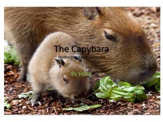 The Capybara(Hydrocherushydrochaerus)  By Halle 