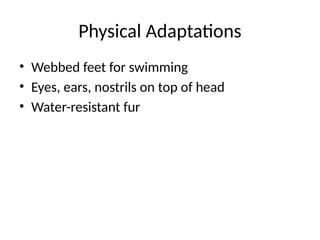 Physical Adaptations
• Webbed feet for swimming
• Eyes, ears, nostrils on top of head
• Water-resistant fur
 