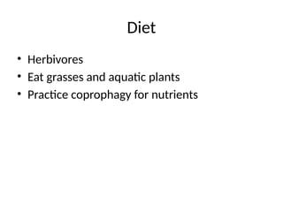 Diet
• Herbivores
• Eat grasses and aquatic plants
• Practice coprophagy for nutrients
 