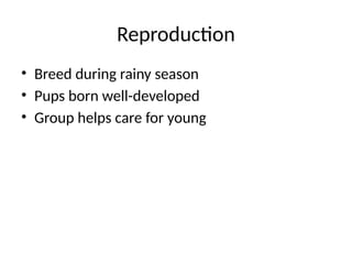 Reproduction
• Breed during rainy season
• Pups born well-developed
• Group helps care for young
 