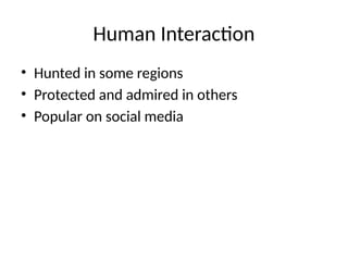 Human Interaction
• Hunted in some regions
• Protected and admired in others
• Popular on social media
 