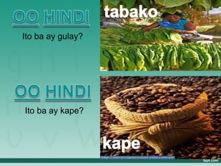 Ito ba ay gulay?




Ito ba ay kape?
 
