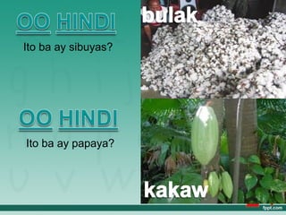 Ito ba ay sibuyas?




Ito ba ay papaya?
 