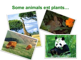 Some animals eat plants…

 