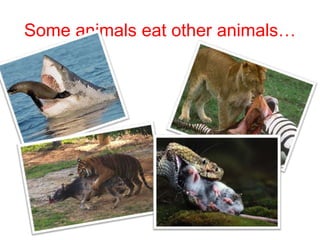 Some animals eat other animals…

 