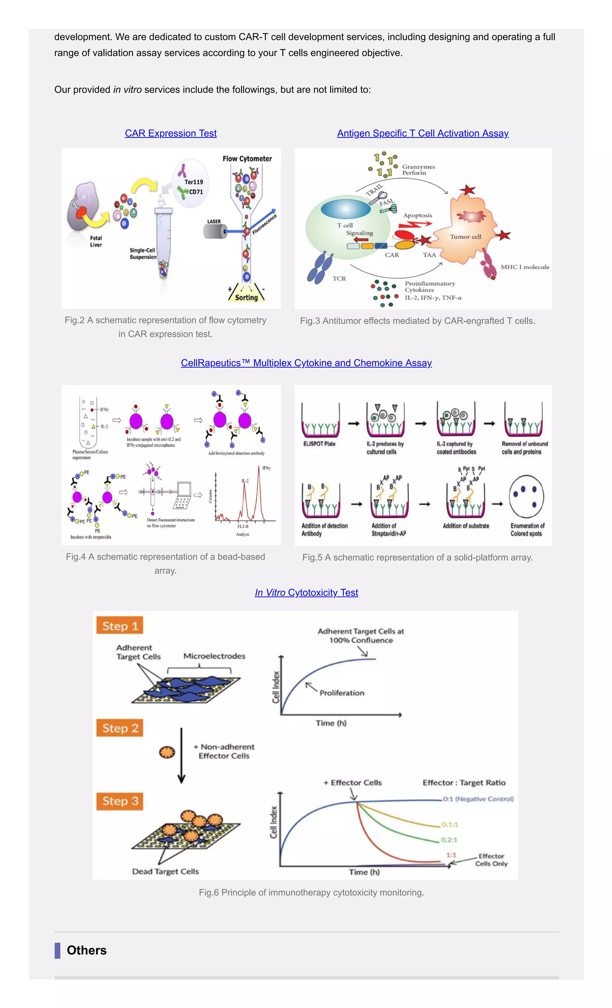 CAR-T Cell In Vitro Assay | PDF