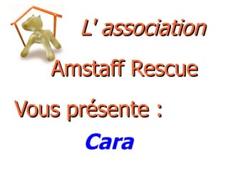 L' association   Amstaff Rescue Vous présente : Cara 