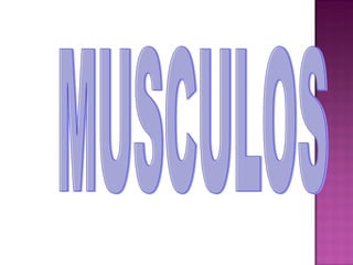 MUSCULOS 