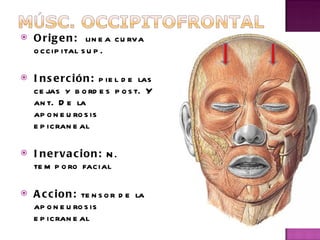 Origen:   linea curva  occipital sup.  Inserción:  piel de las cejas y bordes post. Y ant. De la aponeurosis epicraneal Inervacion:  N. temporo facial Accion:  tensor de la aponeurosis epicraneal 