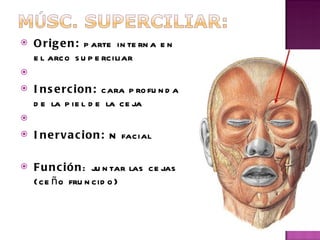 Origen:  parte interna en el arco superciliar Insercion:  cara profunda de la piel de la ceja Inervacion:  N facial   Función : juntar las cejas (ceño fruncido) 
