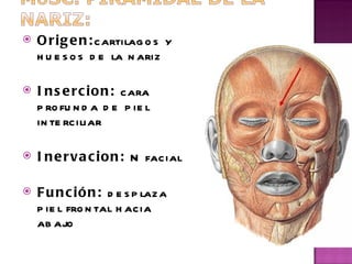 Origen: cartilagos y huesos de la nariz Insercion:  cara profunda de piel interciliar  Inervacion:  N facial  Función:  desplaza piel frontal hacia abajo   