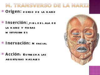 Origen:  dorso de la nariz Inserción:   piel del ala de la nariz y fibras mirtiformes  Inervación:  N facial Acción : Estrecha las aberturas nasales   