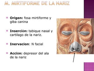 Origen:  fosa mirtiforme y giba canina Inserci ó n:  tabique nasal y cartilago de la nariz. Inervacion : N facial Acci ó n:  depresor del ala de la nariz 