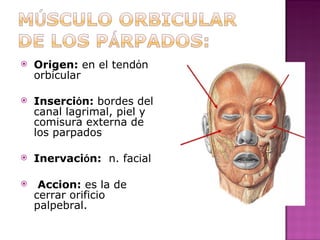 Origen:  en el tend ó n orbicular  Inserci ó n:  bordes del canal lagrimal, piel y comisura externa de los parpados  Inervaci ó n:  n. facial Accion:  es la de cerrar orificio palpebral.  