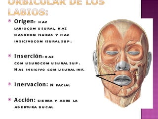 Origen : haz labiocomusural, haz nasocomisuras y haz insicivocomisural sup. Inserción :haz comusurocomusural sup. Has insicivo comusural inf.  Inervacion:  N facial  Acción:  cierra y abre la abertura bucal 