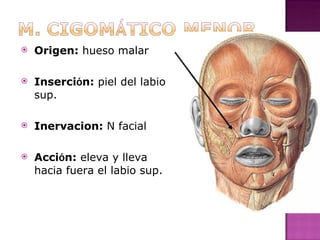 Origen:  hueso malar  Inserci ó n:  piel del labio sup.  Inervacion:  N facial Acci ó n:  eleva y lleva  hacia fuera el labio sup. 