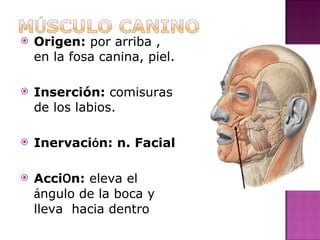 Origen:  por arriba , en la fosa canina, piel. Inserción:  comisuras  de los labios. Inervaci ó n: n. Facial Acci O n:  eleva el  á ngulo de la boca y lleva  hacia dentro 