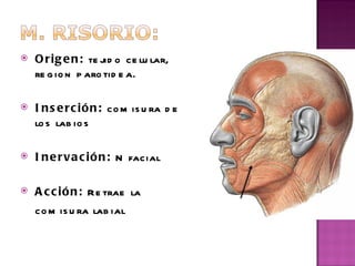 Origen:  tejido celular, region parotidea. Inserción:  comisura de los labios  Inervación:  N facial   Acción:  Retrae la comisura labial   