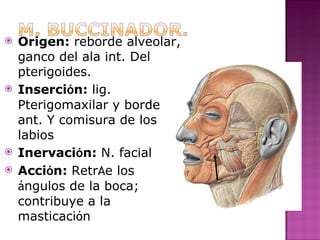 Origen:  reborde alveolar, ganco del ala int. Del pterigoides. Inserci ó n:  lig. Pterigomaxilar y borde ant. Y comisura de los labios  Inervaci ó n:  N. facial  Acci ó n:  Retr A e los  á ngulos de la boca; contribuye a la masticaci ó n  
