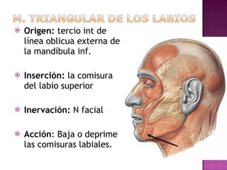 Origen:  tercio int de  línea oblicua externa de la mandíbula inf. Inserción:  la comisura del labio superior  Inervación:  N facial  Acción : Baja o deprime las comisuras labiales. 