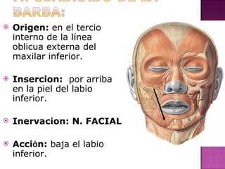 Origen:  en el tercio interno de la l í nea oblicua externa del maxilar inferior. Insercion:   por arriba en la piel del labio inferior. Inervacion: N. FACIAL Acci ó n:  baja el labio inferior. 