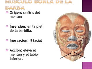 Origen:  sínfisis del menton Insercion : en la piel de la barbilla. Inervacion:  N facial  Acción:  eleva el mentón y el labio inferior. 