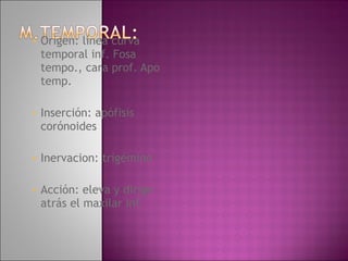 Origen: línea curva temporal inf. Fosa tempo., cara prof. Apo temp. Inserción: apófisis corónoides  Inervacion: trigémino Acción: eleva y dirige atrás el maxilar inf.  