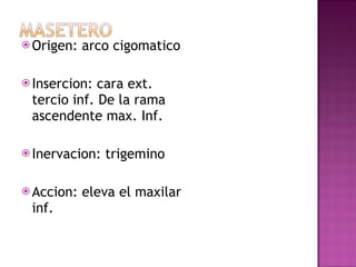 Origen: arco cigomatico Insercion: cara ext. tercio inf. De la rama ascendente max. Inf. Inervacion: trigemino  Accion: eleva el maxilar inf. 