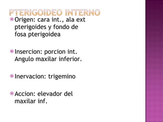 Origen: cara int., ala ext pterigoides y fondo de fosa pterigoidea Insercion: porcion int. Angulo maxilar inferior. Inervacion: trigemino Accion: elevador del maxilar inf. 