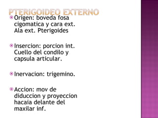Origen: boveda fosa cigomatica y cara ext. Ala ext. Pterigoides Insercion: porcion int. Cuello del condilo y capsula articular. Inervacion: trigemino. Accion: mov de diduccion y proyeccion hacaia delante del maxilar inf. 