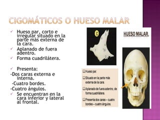 Hueso par, corto e irregular situado en la parte más externa de la cara. Aplanado de fuera adentro.  Forma cuadrilátera. Presenta: -Dos caras externa e interna.  -Cuatro bordes.  -Cuatro ángulos.  Se encuentran en la cara inferior y lateral al frontal.  