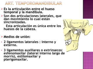 Es la articulación entre el hueso temporal y la mandíbula. Son dos articulaciones laterales, que dan movimiento lo cual están sincronizadas.  Esta articulación es única entre los huesos de la cabeza. Medios de unión: 2 ligamentos laterales : interno y externo. 3 ligamentos auxiliares o extrínsecos: esfenomaxilar (lateral interno largo de morris), estilomaxilar y pterigomaxilar. 