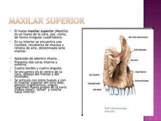 El hueso  maxilar superior  ( Maxilla ) es un hueso de la cara, par, corto, de forma irregular cuadrilátera. En su interior se encuentra una cavidad, recubierta de mucosa y rellena de aire, denominada seno maxilar. Aplanado de adentro afuera.  Presenta dos caras interna y externa.  Cuatro bordes y cuatro ángulos.  Se encuentra en el centro de la cara, debajo del frontal y del etmoides. Se articula con estos huesos y con el maxilar superior del otro lado, pómulo (cigomático), unguis, (lagrimal) hueso propio de la nariz  (hueso nasal), vómer  y concha nasal inferior.  