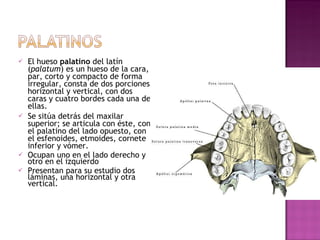 El hueso  palatino  del latín ( palatum ) es un hueso de la cara, par, corto y compacto de forma irregular, consta de dos porciones, horizontal y vertical, con dos caras y cuatro bordes cada una de ellas. Se sitúa detrás del maxilar superior; se articula con éste, con el palatino del lado opuesto, con el esfenoides, etmoides, cornete inferior y vómer. Ocupan uno en el lado derecho y otro en el izquierdo Presentan para su estudio dos láminas, una horizontal y otra vertical. 
