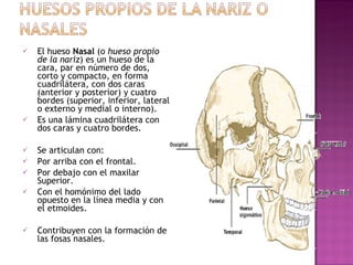 El hueso  Nasal  (o  hueso propio de la nariz ) es un hueso de la cara, par en número de dos, corto y compacto, en forma cuadrilátera, con dos caras (anterior y posterior) y cuatro bordes (superior, inferior, lateral o externo y medial o interno). Es una lámina cuadrilátera con dos caras y cuatro bordes. Se articulan con: Por arriba con el frontal.  Por debajo con el maxilar Superior. Con el homónimo del lado opuesto en la línea media y con el etmoides. Contribuyen con la formación de las fosas nasales. 